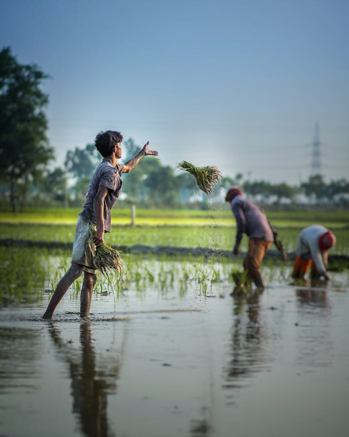 Group of farmers working in a flooded rice field during planting season in a rural area.