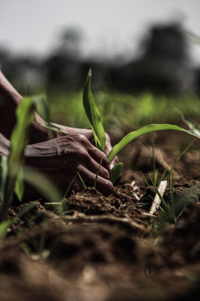 planting-young-seedlings-in-indian-farm-field-29803637 farming
