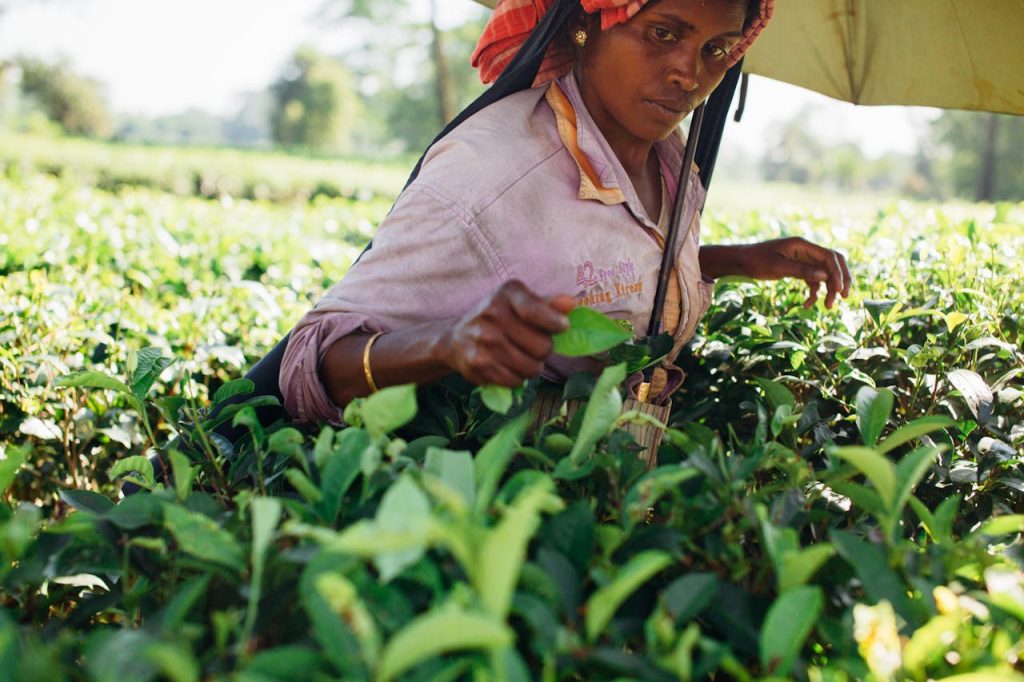 woman-picking-tea-leaves-2321839 South Asian woman harvesting tea leaves in an Indian plantation, showcasing rural farming life.